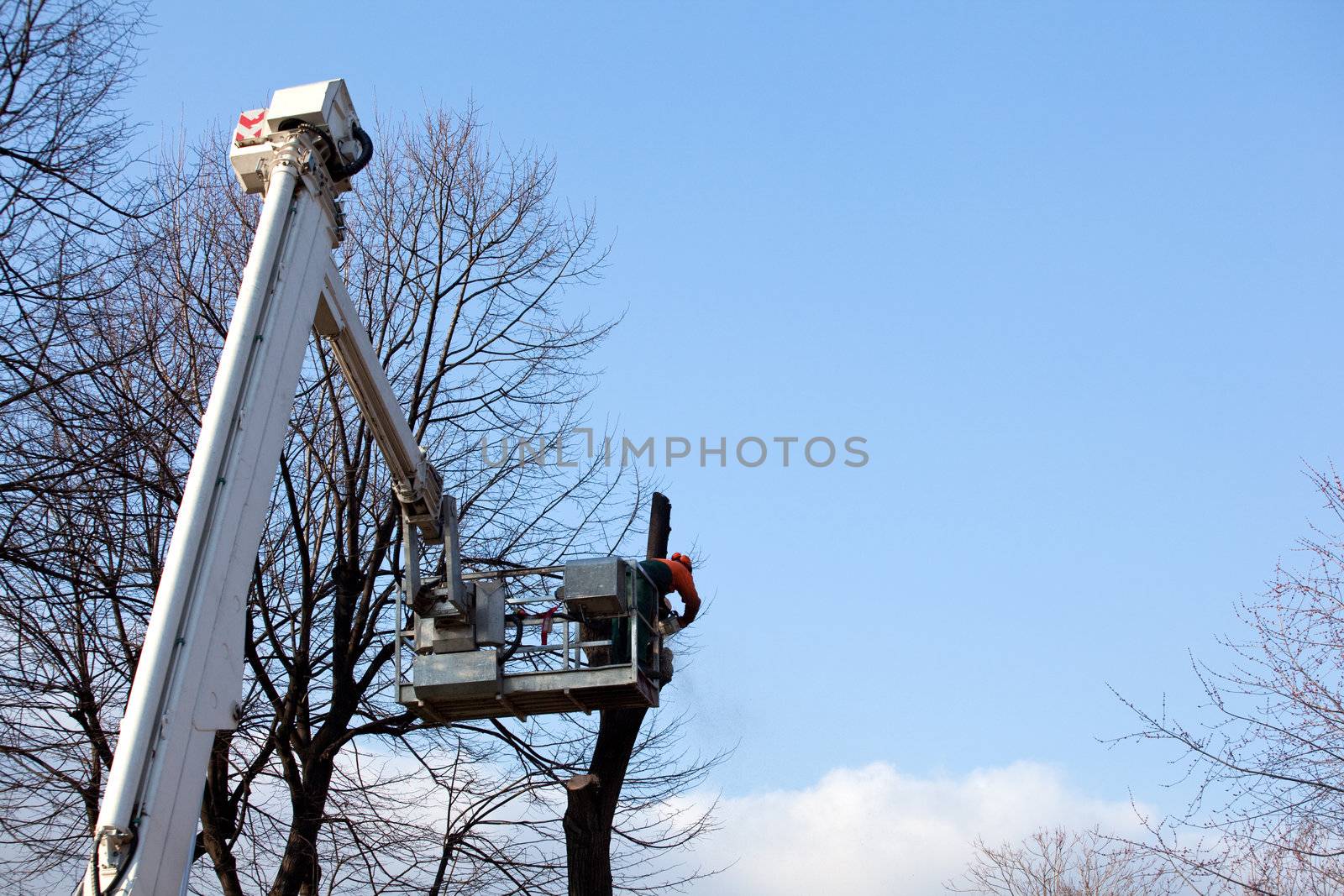 Pruning trees, worker on a crane