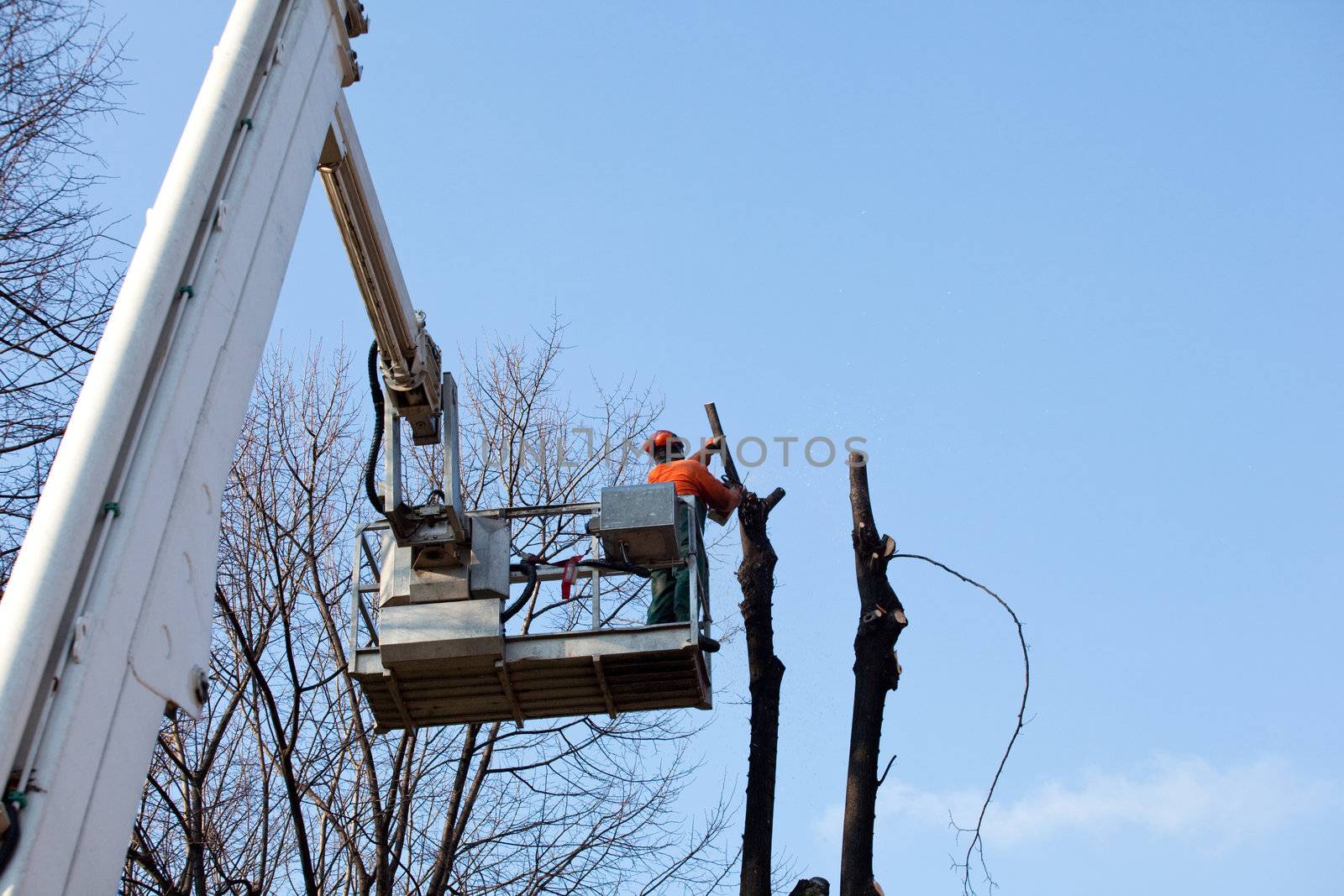 Pruning trees, worker on a crane