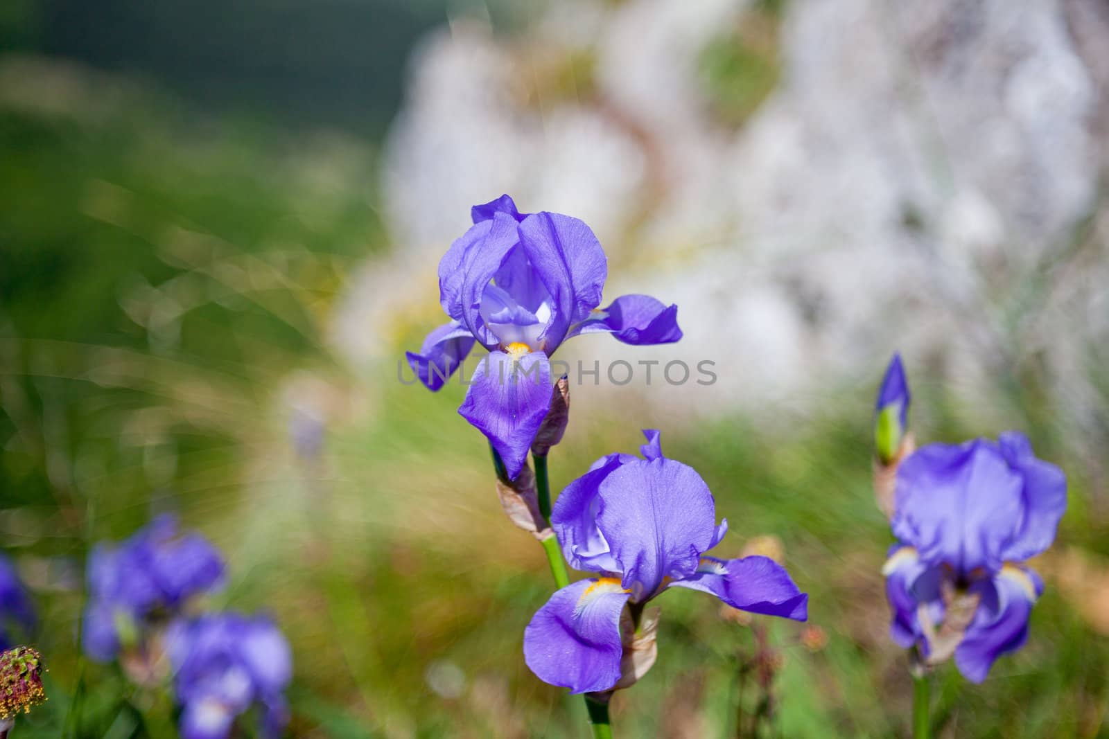 A lot of Irises flowers on grass