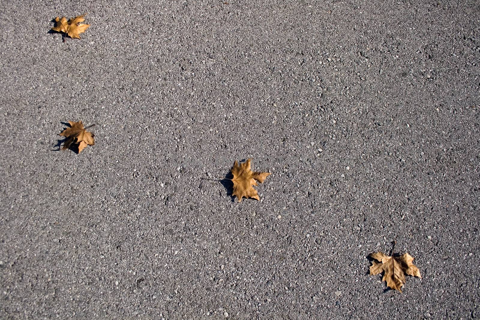 Dried Leaves on asphalt road