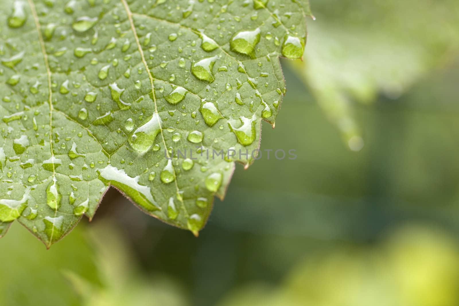 Photo of Drops on a leaf