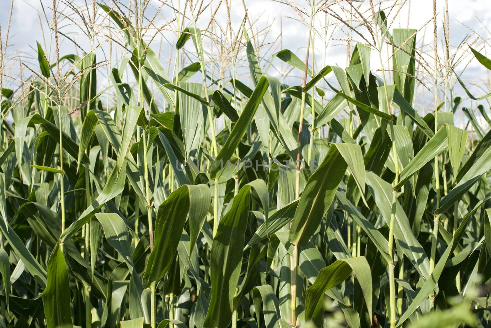 Photo of corn plants on a farm