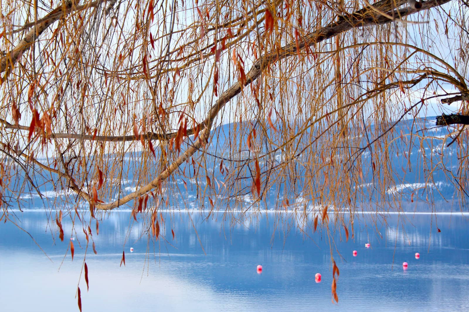 Willow trea near blue lake with floating buoys