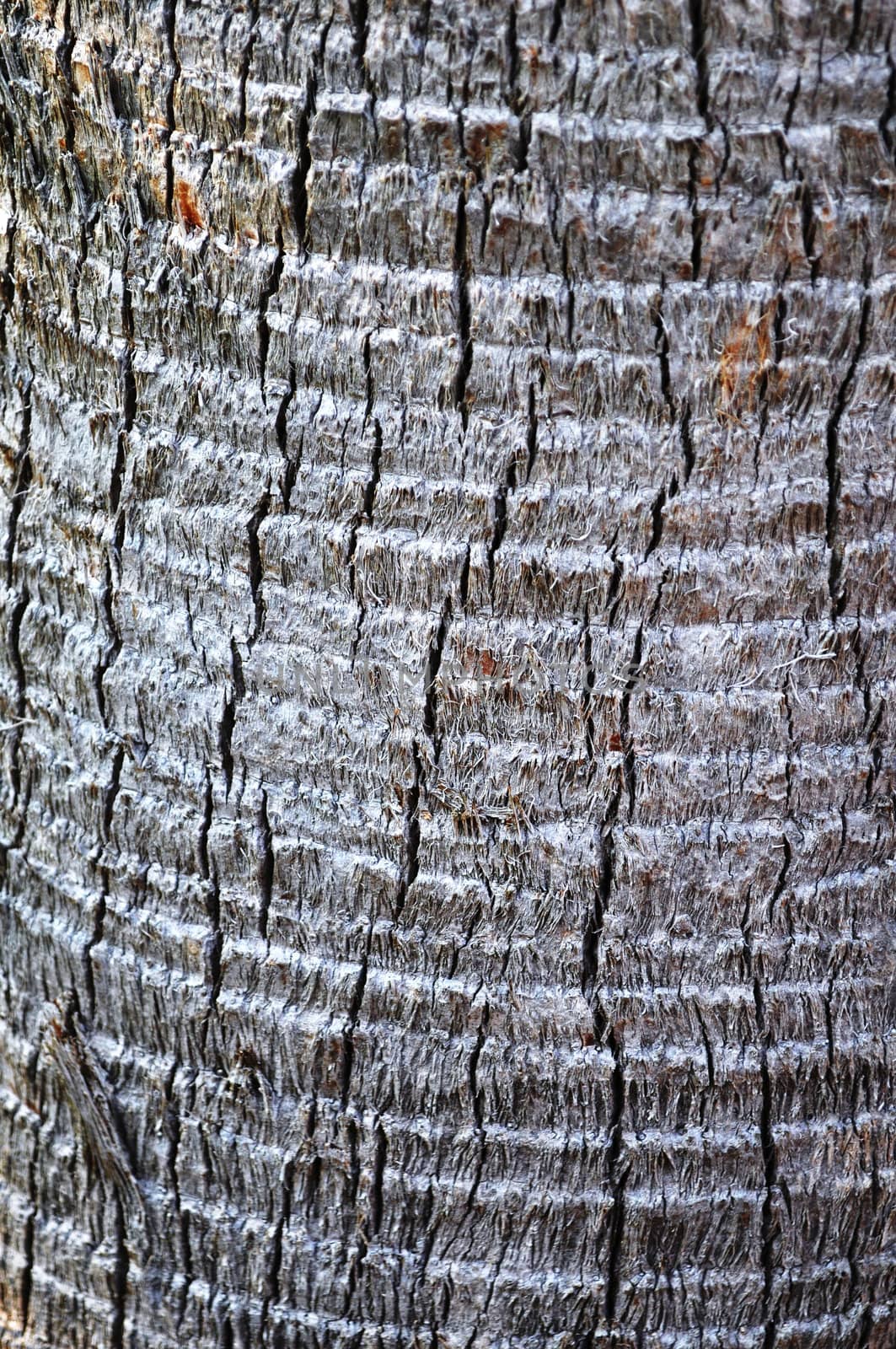 Palmetto Tree Trunk background by RefocusPhoto