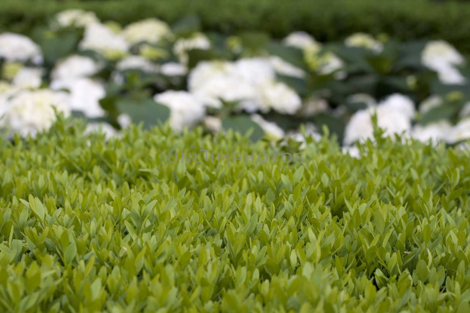 Photo of hedge garden with white flower