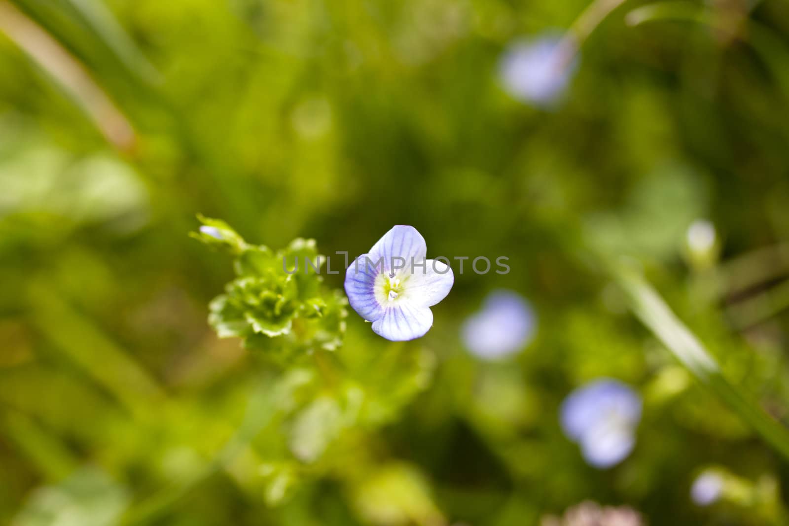Photo of Flowers on the grass