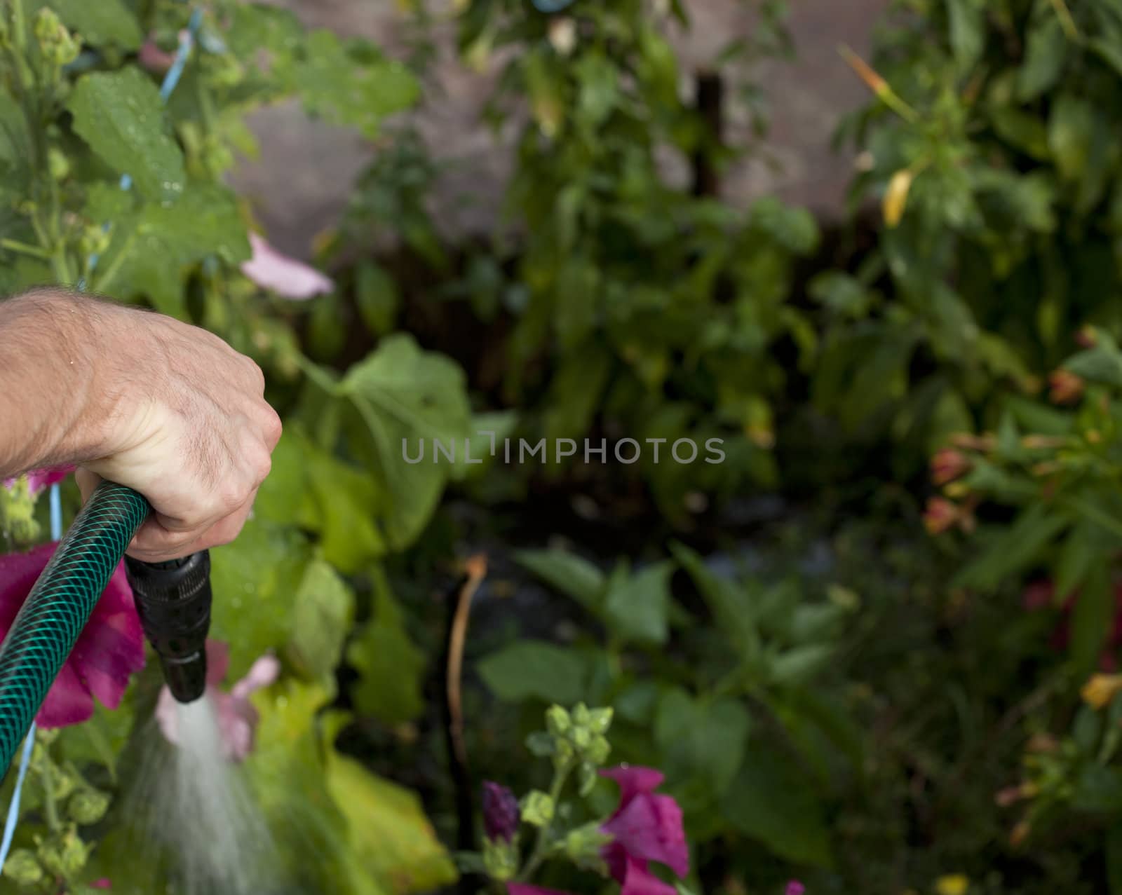 Watering the garden with plants and flower