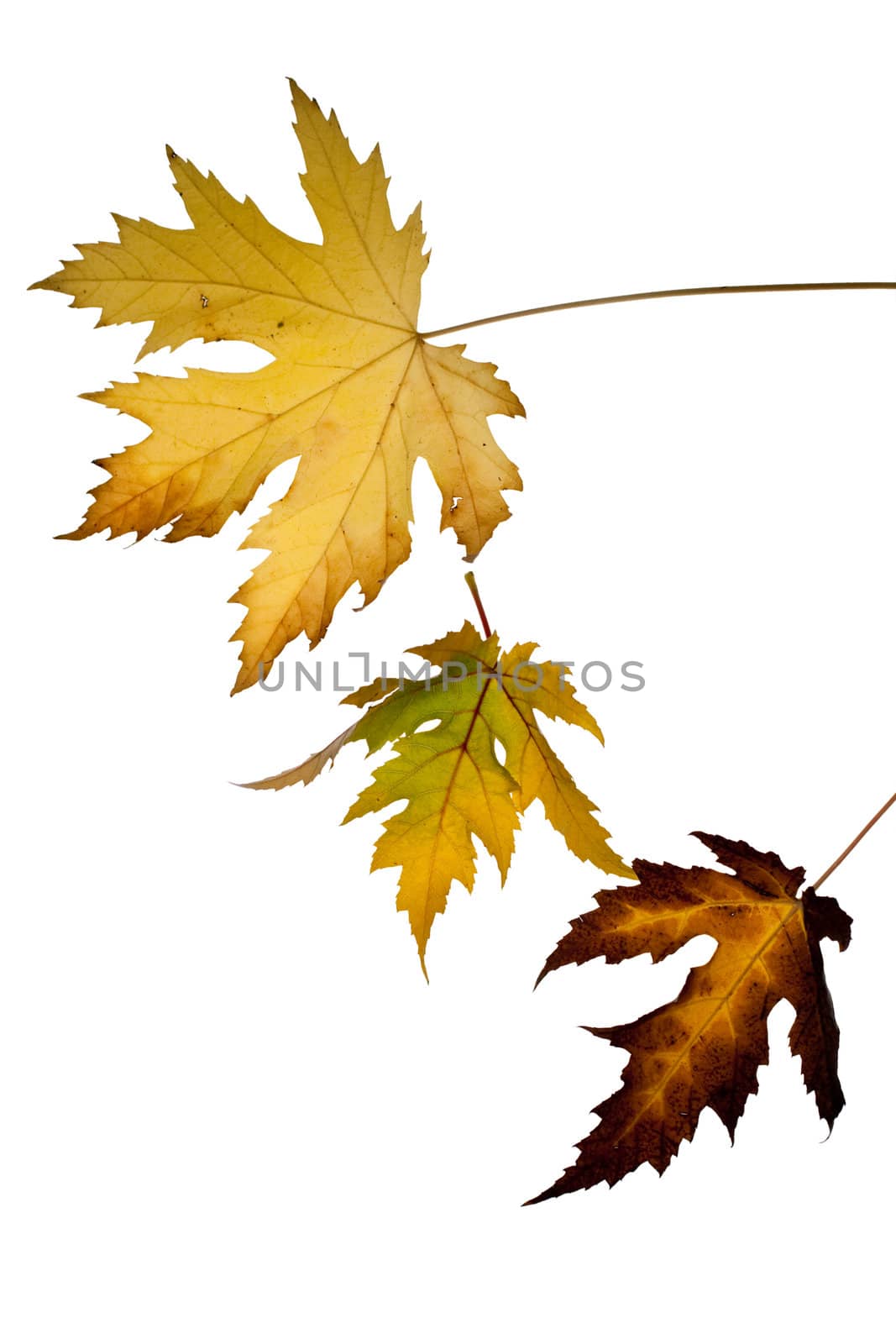 Dried leaves on white background