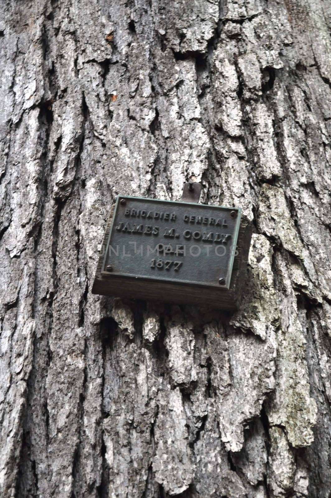 Tree - Brigadier General James Comly oak 1877 by RefocusPhoto