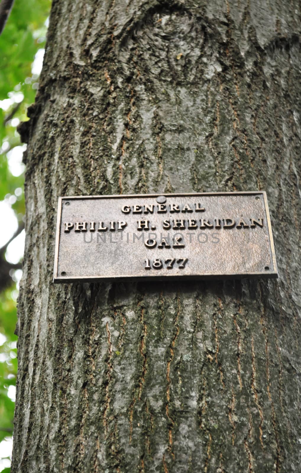 Tree - General Sheridan Oak 1877 by RefocusPhoto