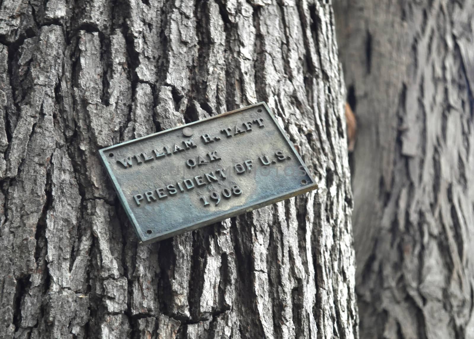 Tree - President William H Taft 1908 oak