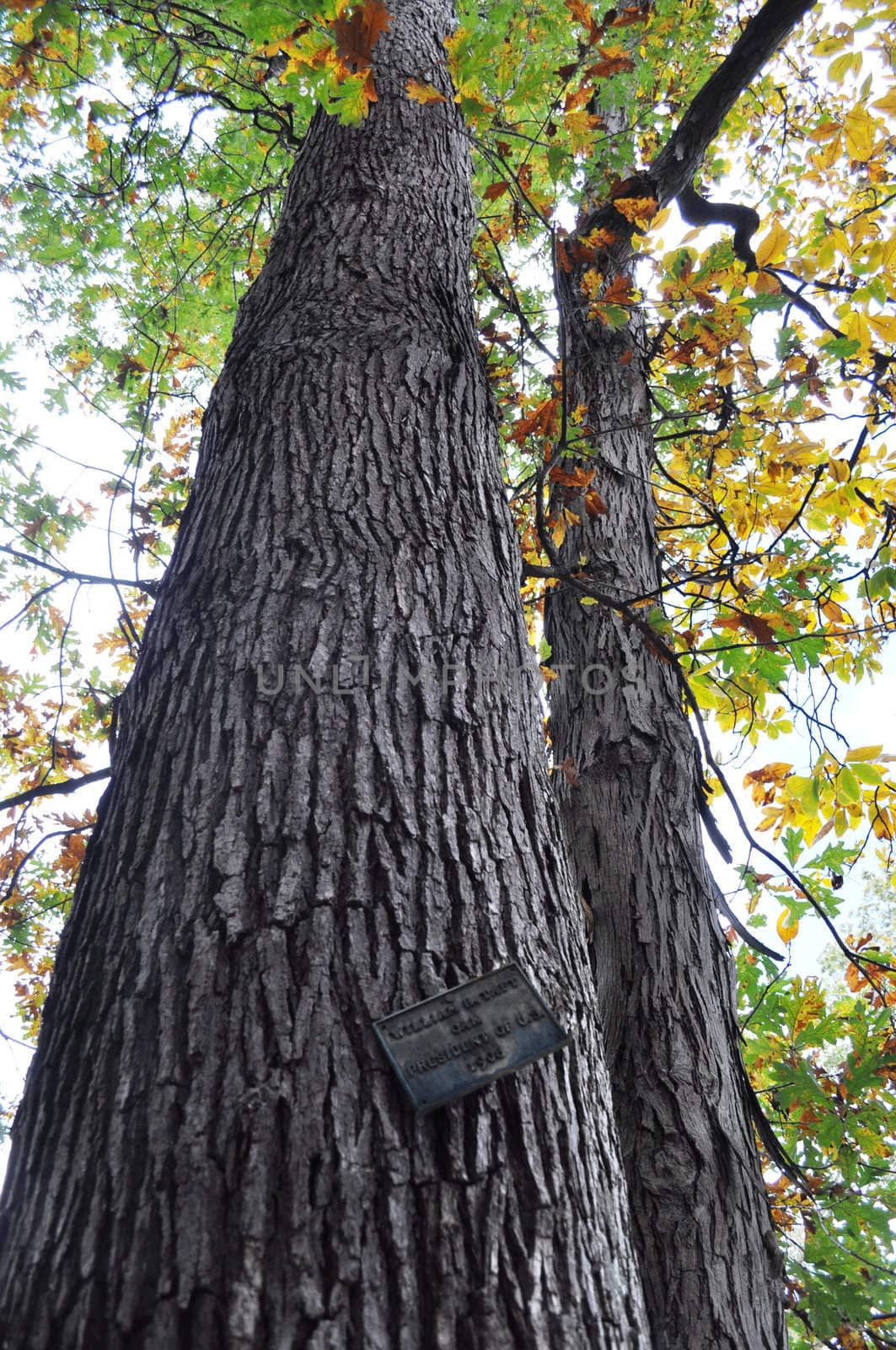  Tree - President William H Taft 1908 oak by RefocusPhoto