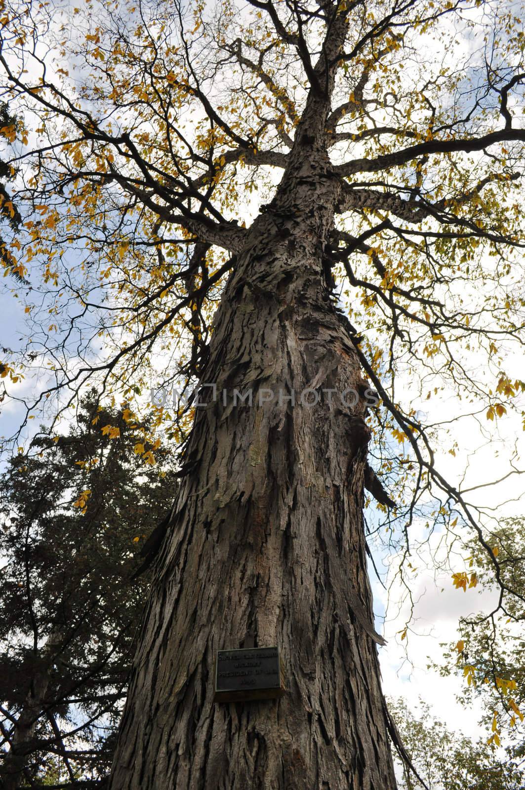 Tree - President Grover Cleveland Hickory 1893 by RefocusPhoto