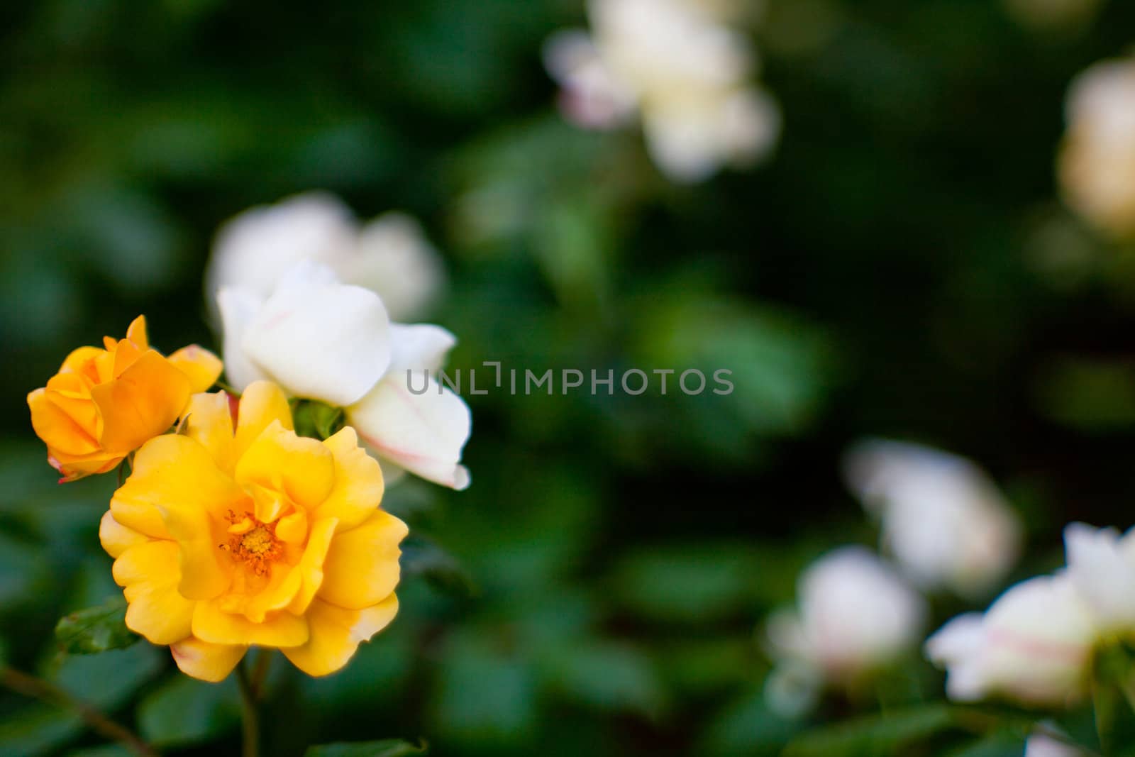 Wonderful colorful roses in the garden