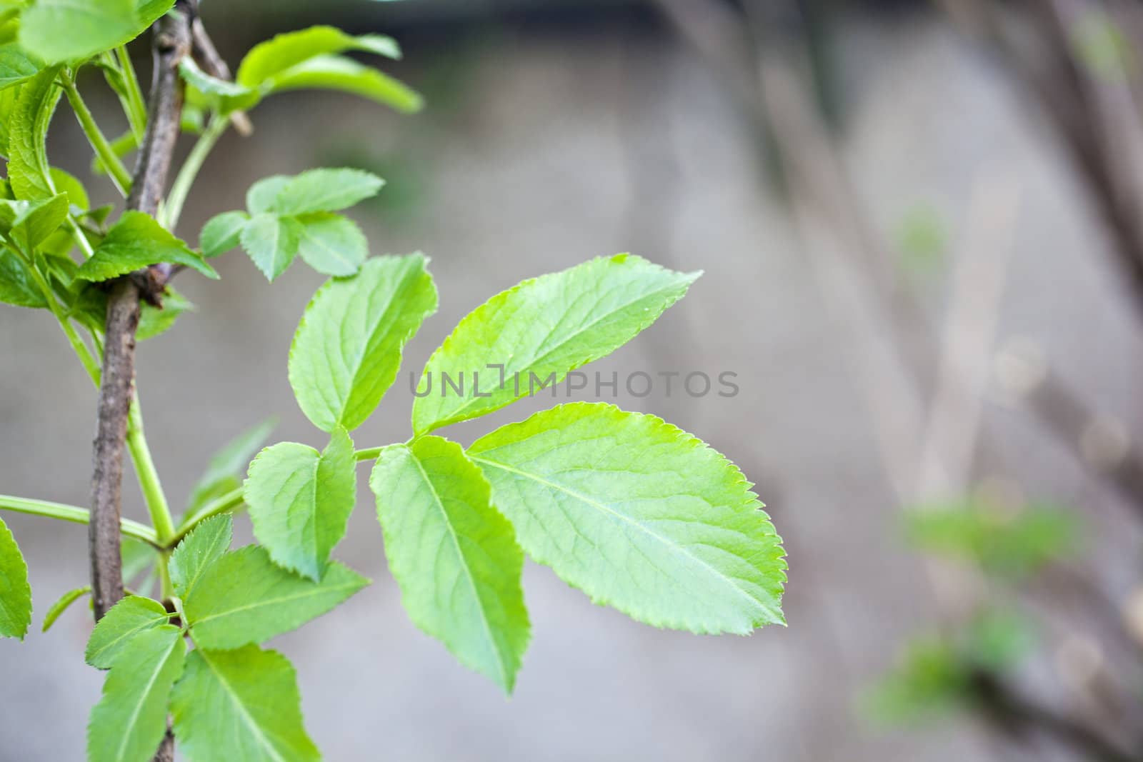 Close up of Elder leaves