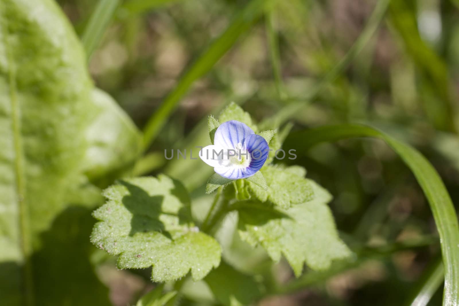 Photo of nice countryside flowers