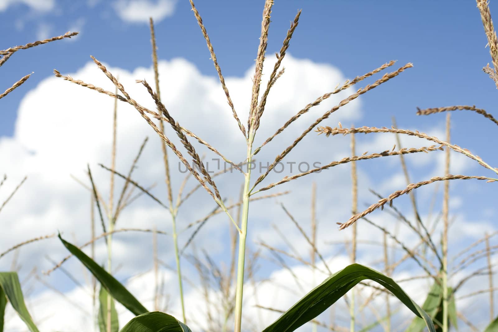 Photo of corn plants on a farm
