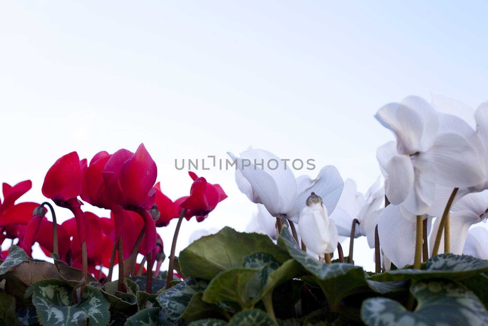 Photo of Blossom Cyclamen persicum