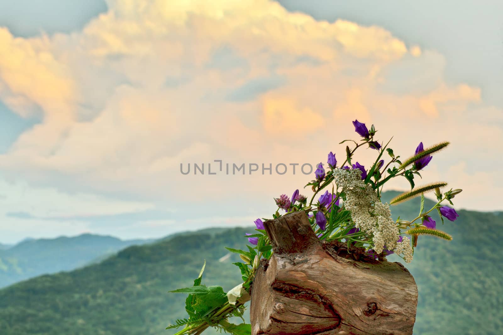 Countryside flowers on a cloudy sky
