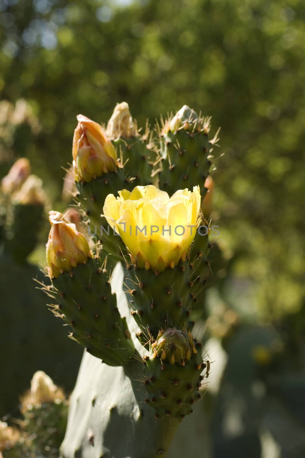 Yellow Prickly Pear Cactus Flowers