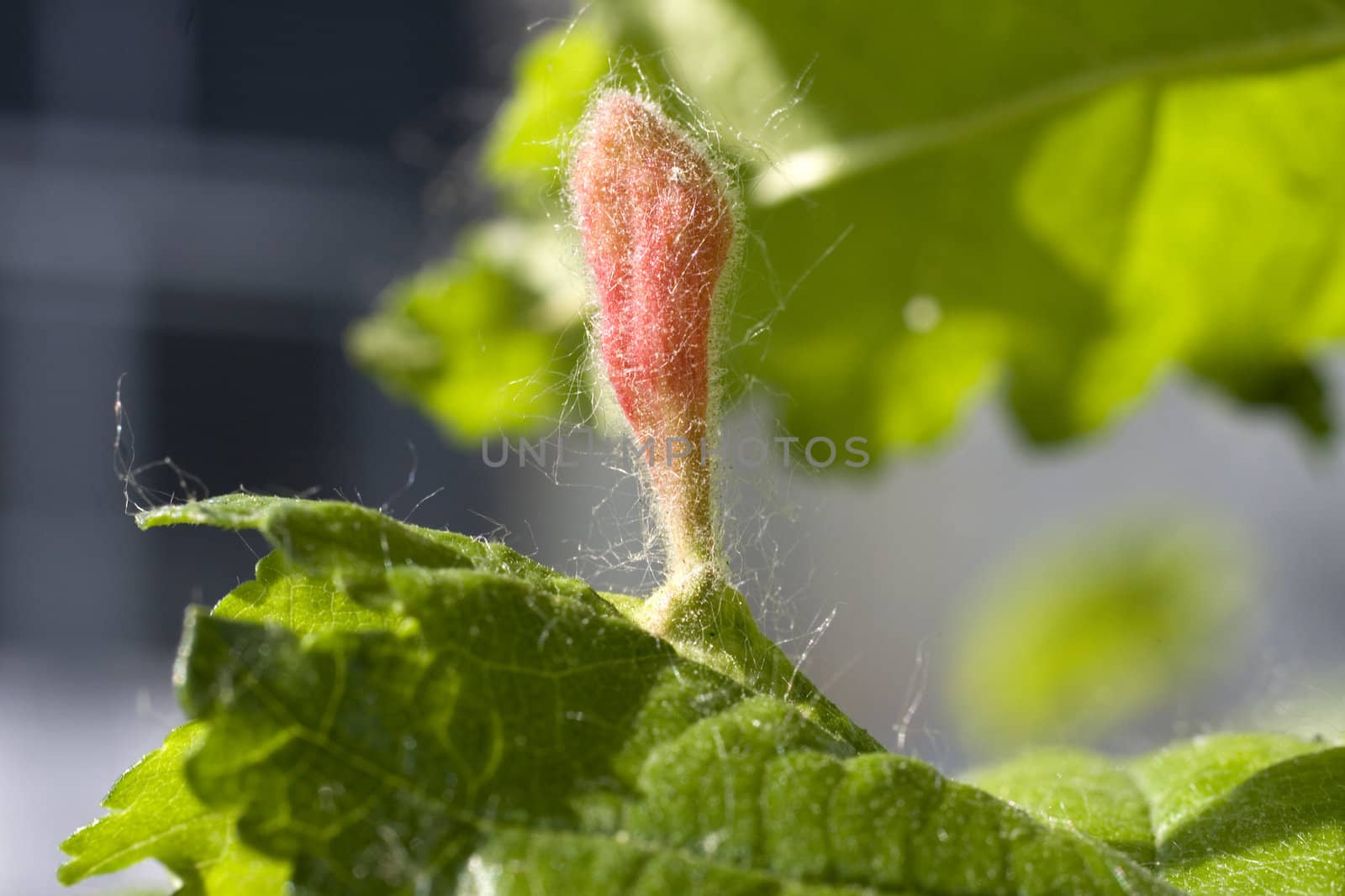 Crown gall on a leaf