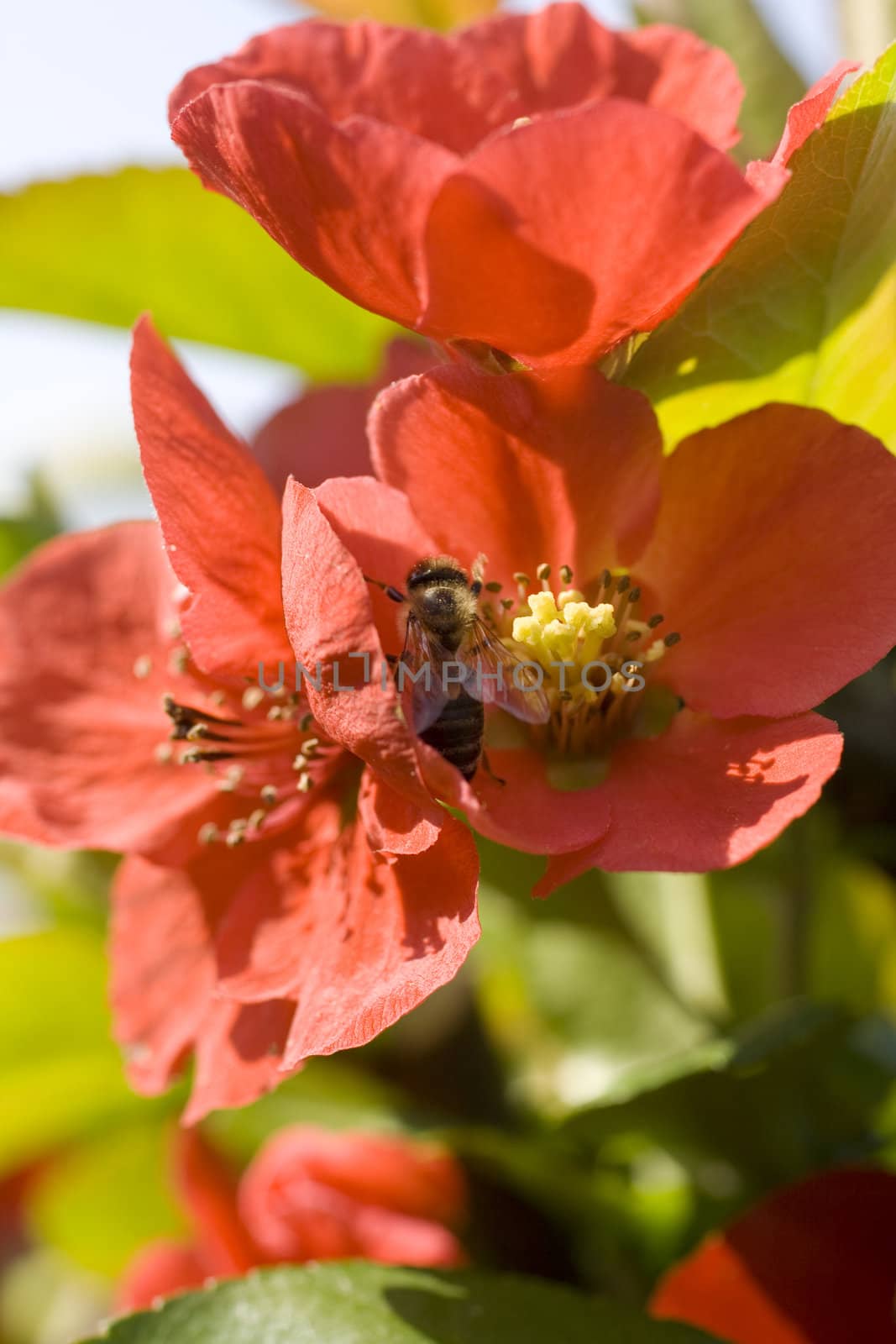 Wasp on red flower in the garden