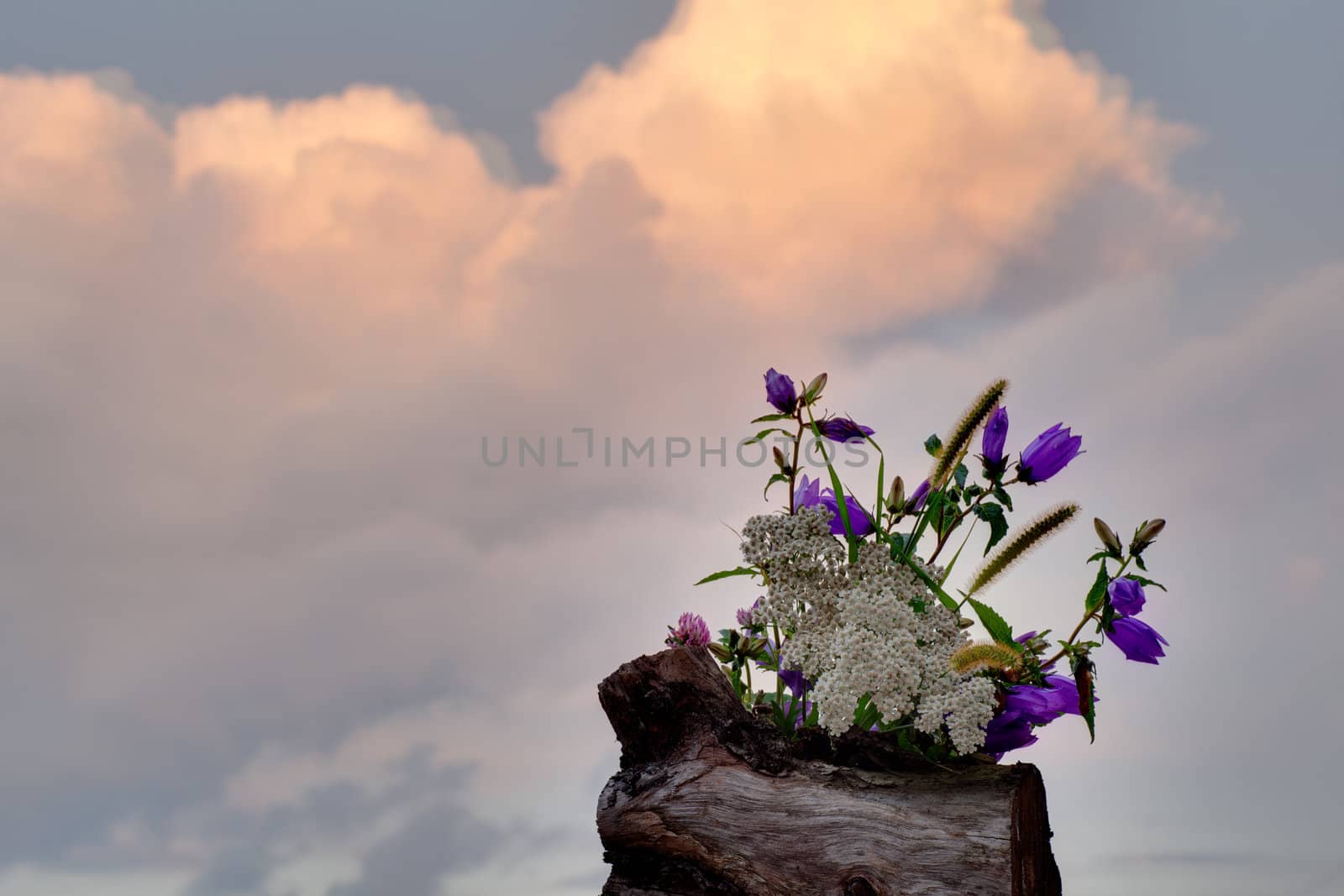 Countryside flowers on a cloudy sky