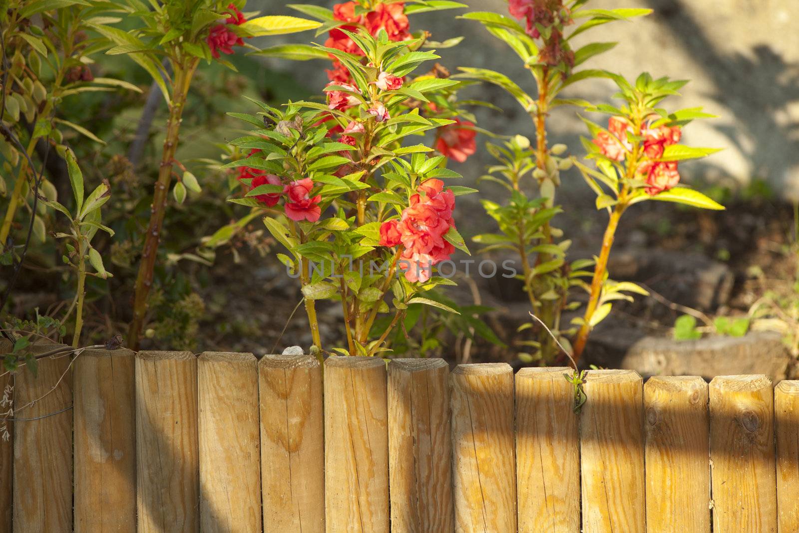 Photo of flowers, Spring season