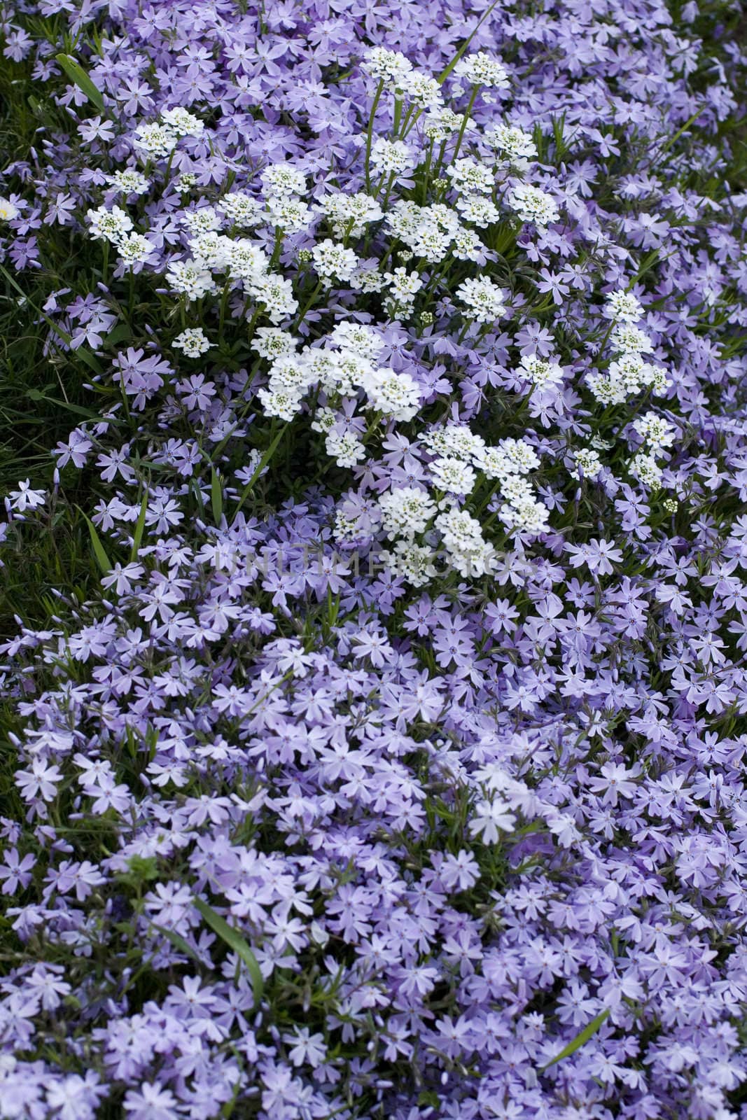 Background with lilla Bed flower