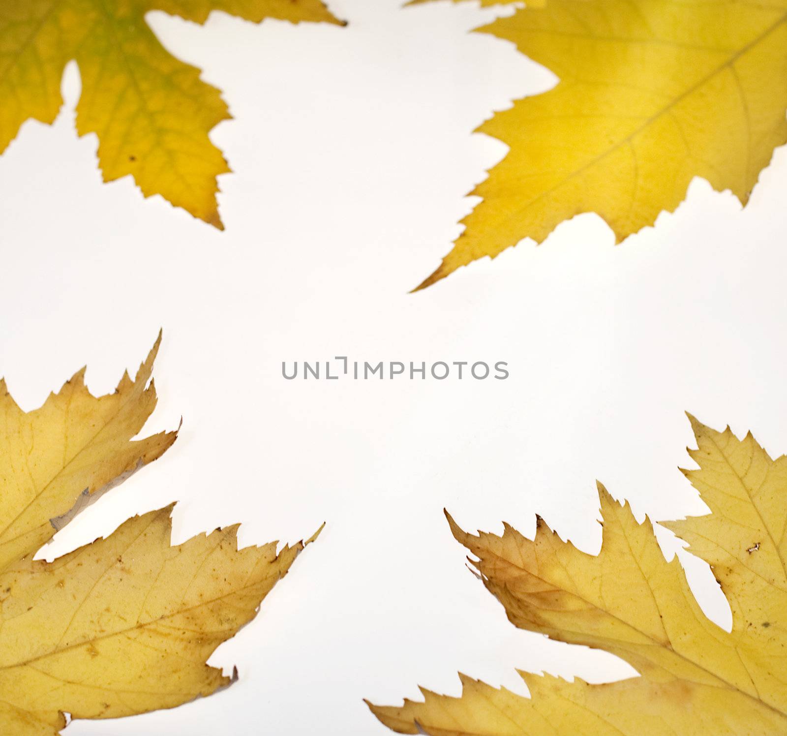 Dried leaves on white background