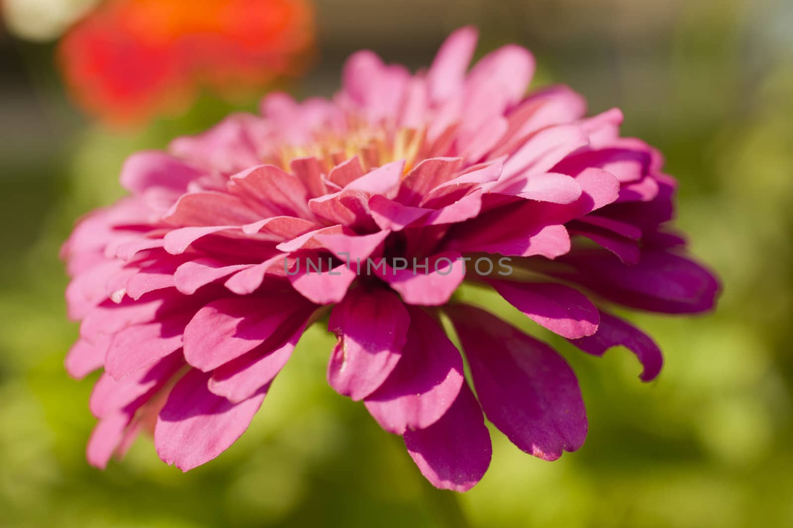 Photo of flower, Spring season