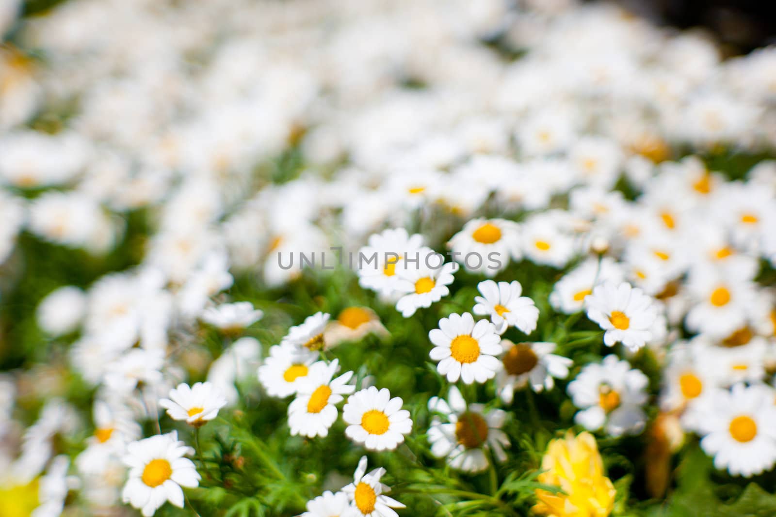 Wonderful Daisies in the garden