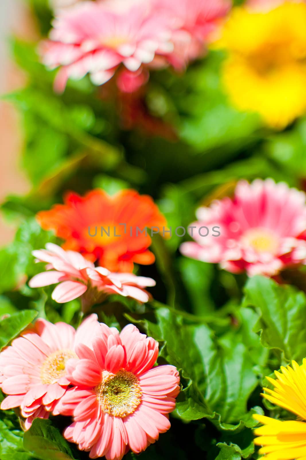 Wonderful Flowers in the garden