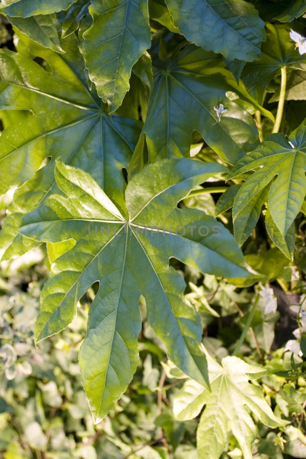 Close up of green leaves