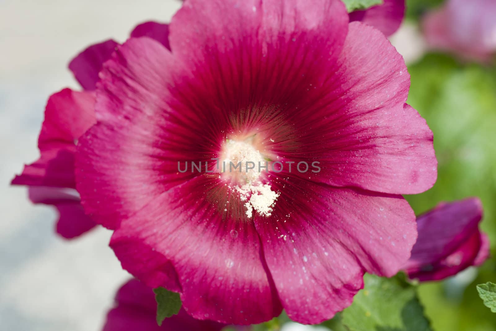 Photo of flower, Spring season