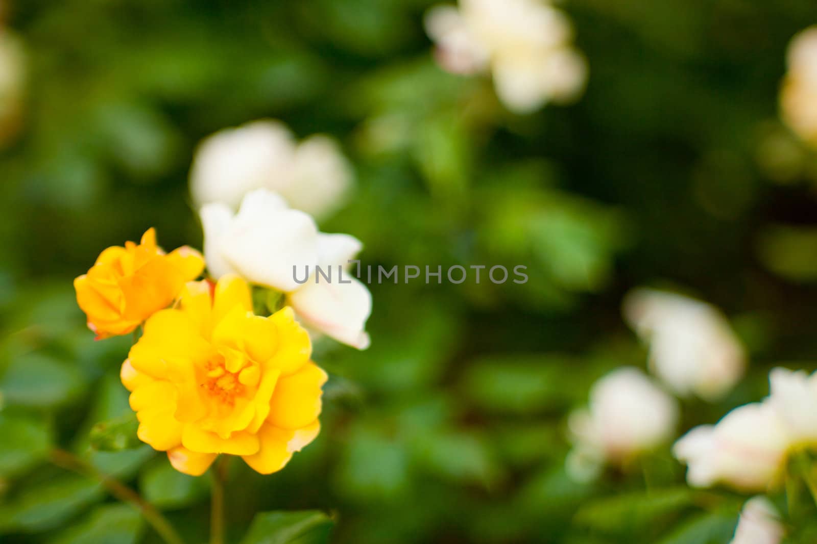 Wonderful colorful roses in the garden