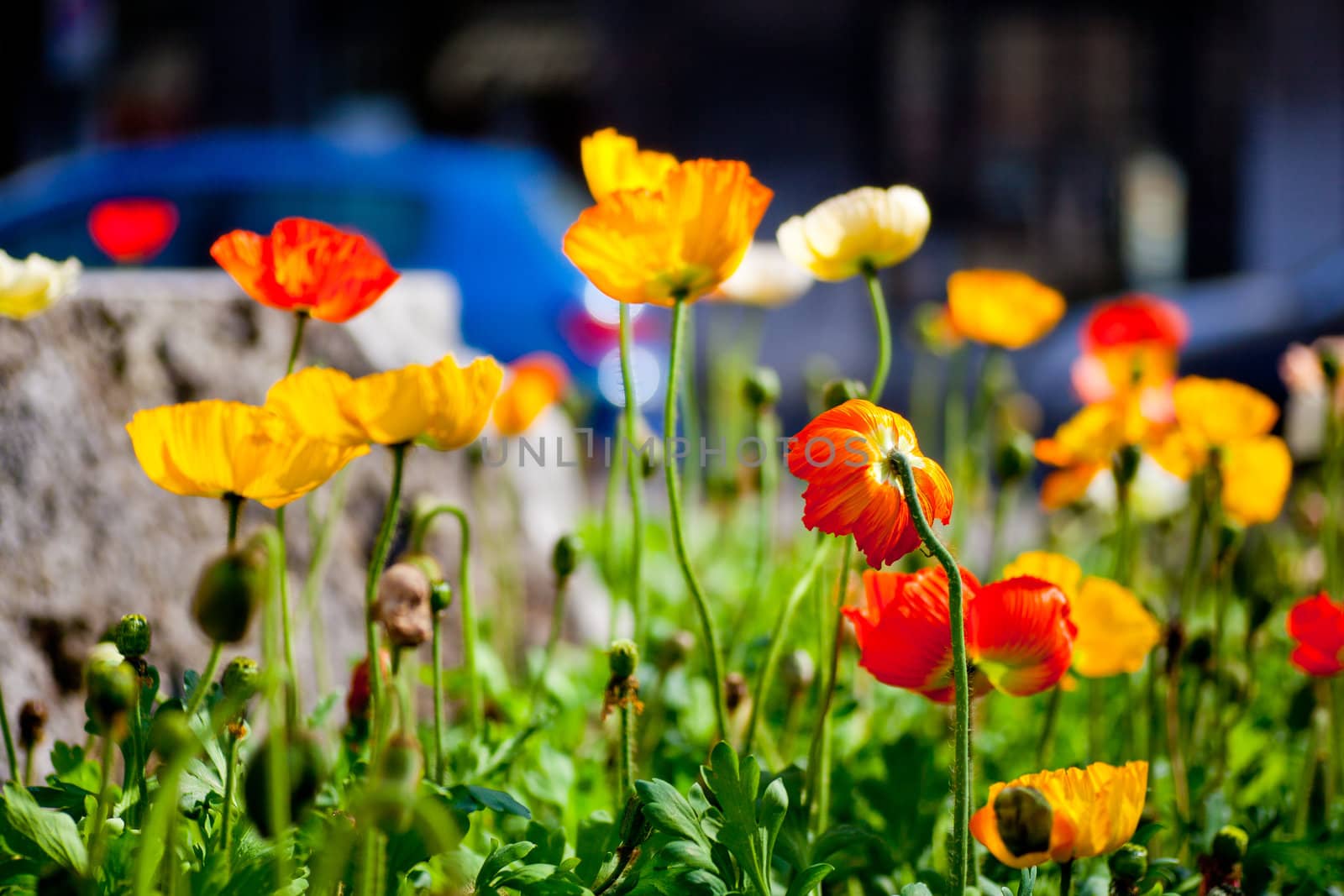 Wonderful Flowers in the garden