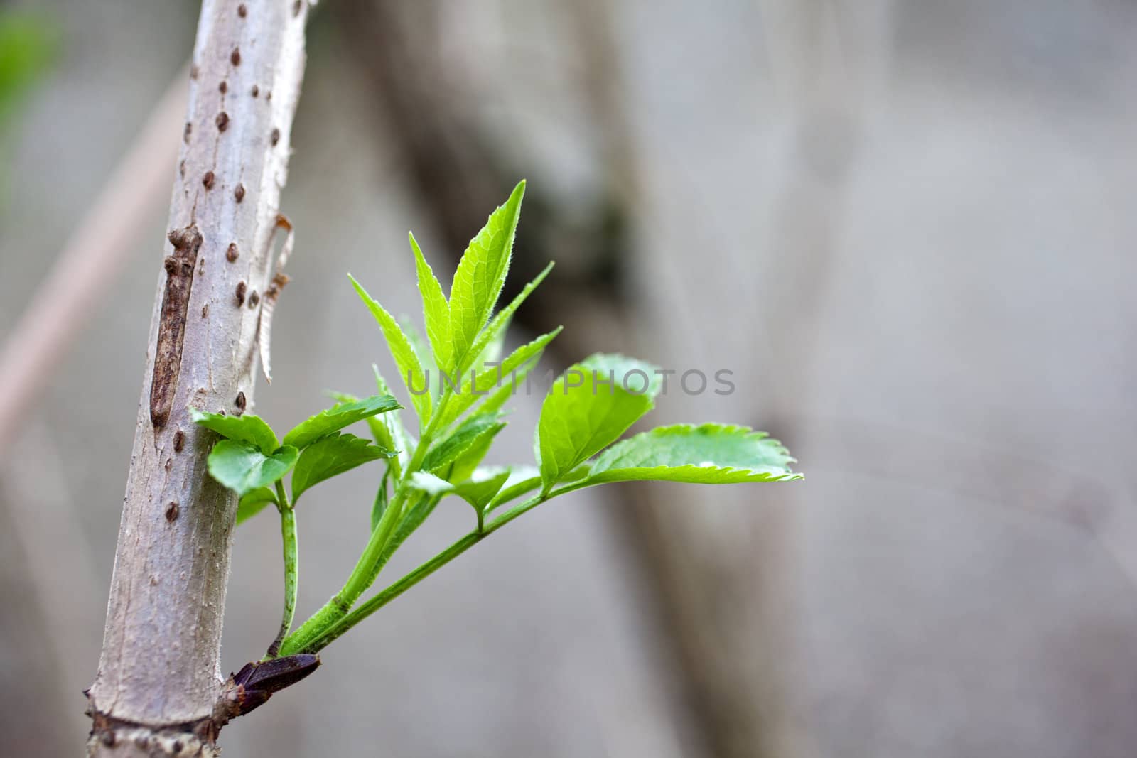 Close up of Elder leaves