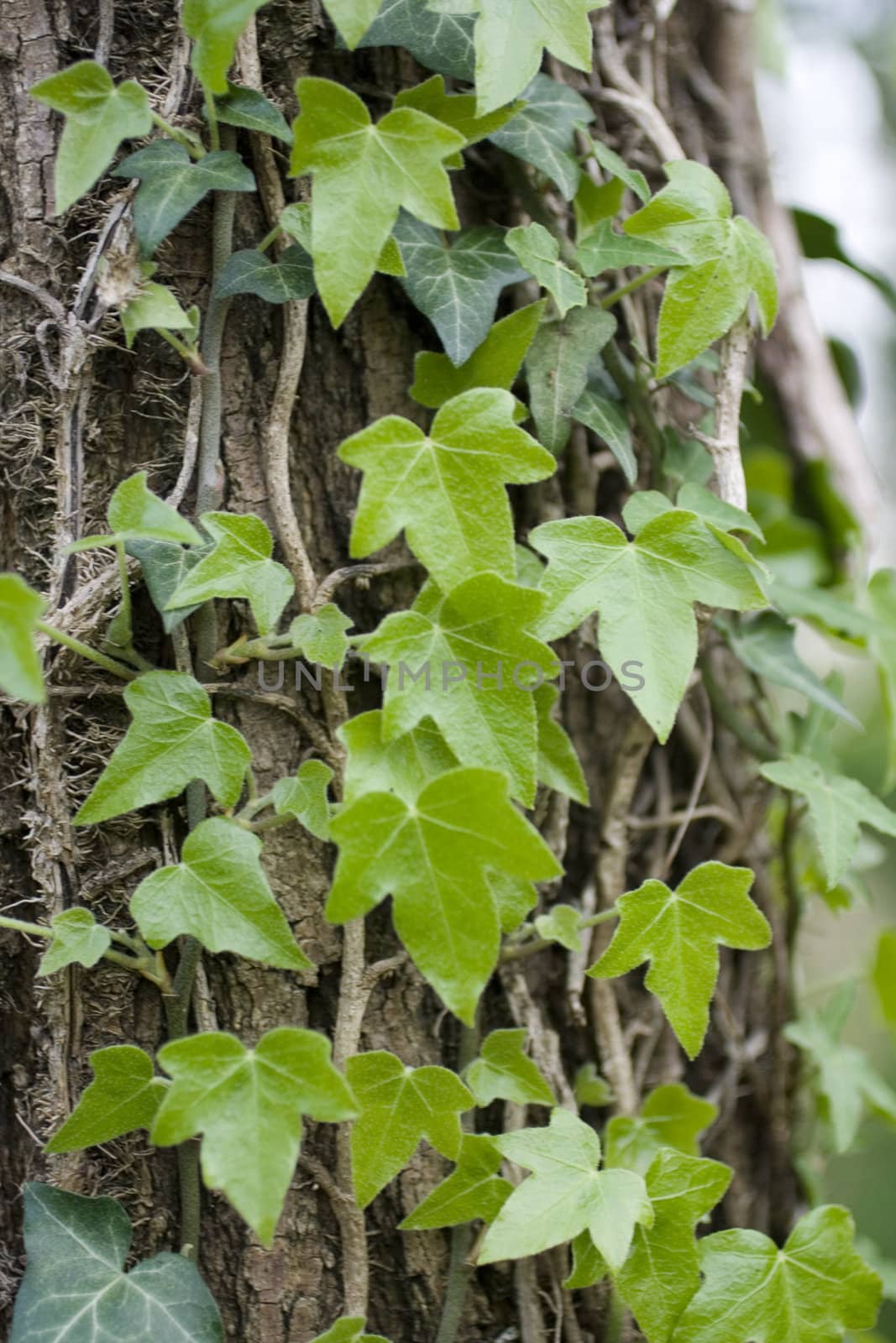 Photo of Ivy on tree