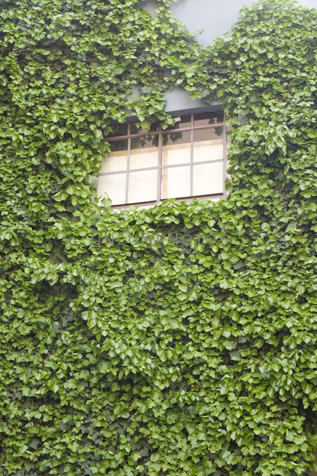 Wall of a house with window covered with ivy