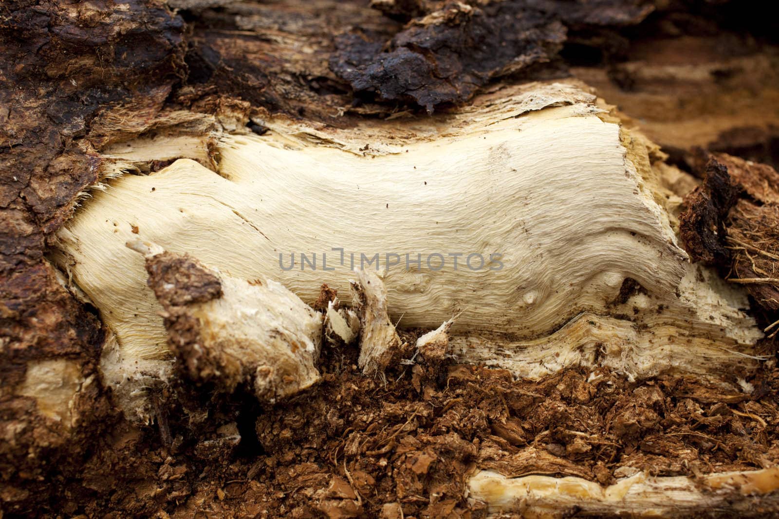 Close up of a Bark of a tree