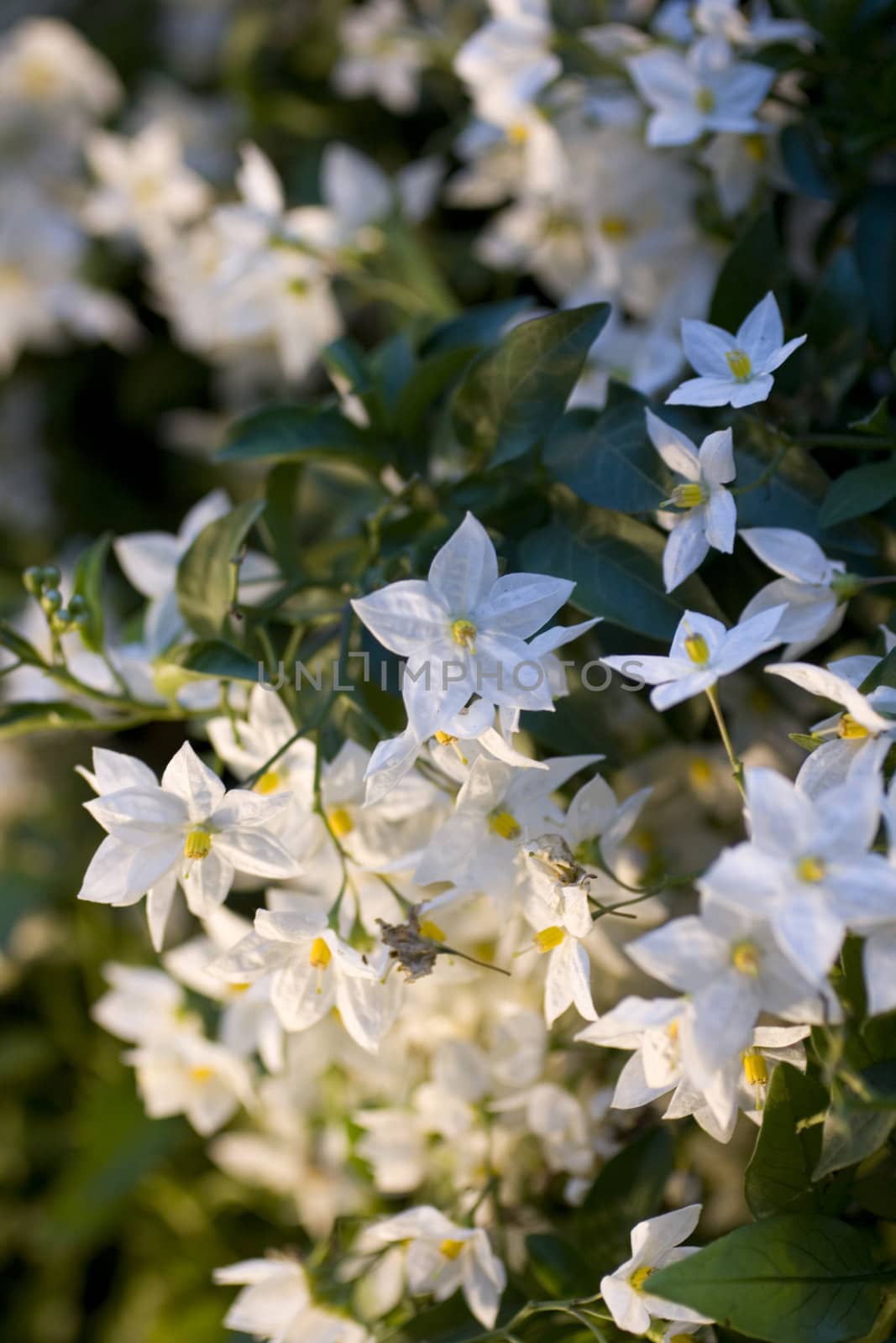 Close up of white flowers