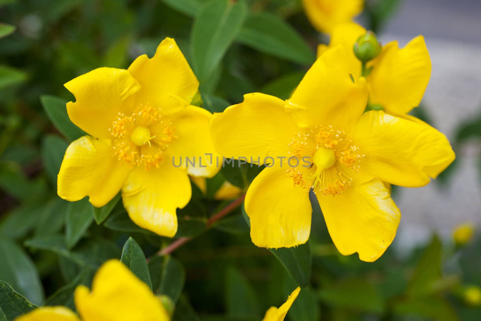 Close up of yellow flowers