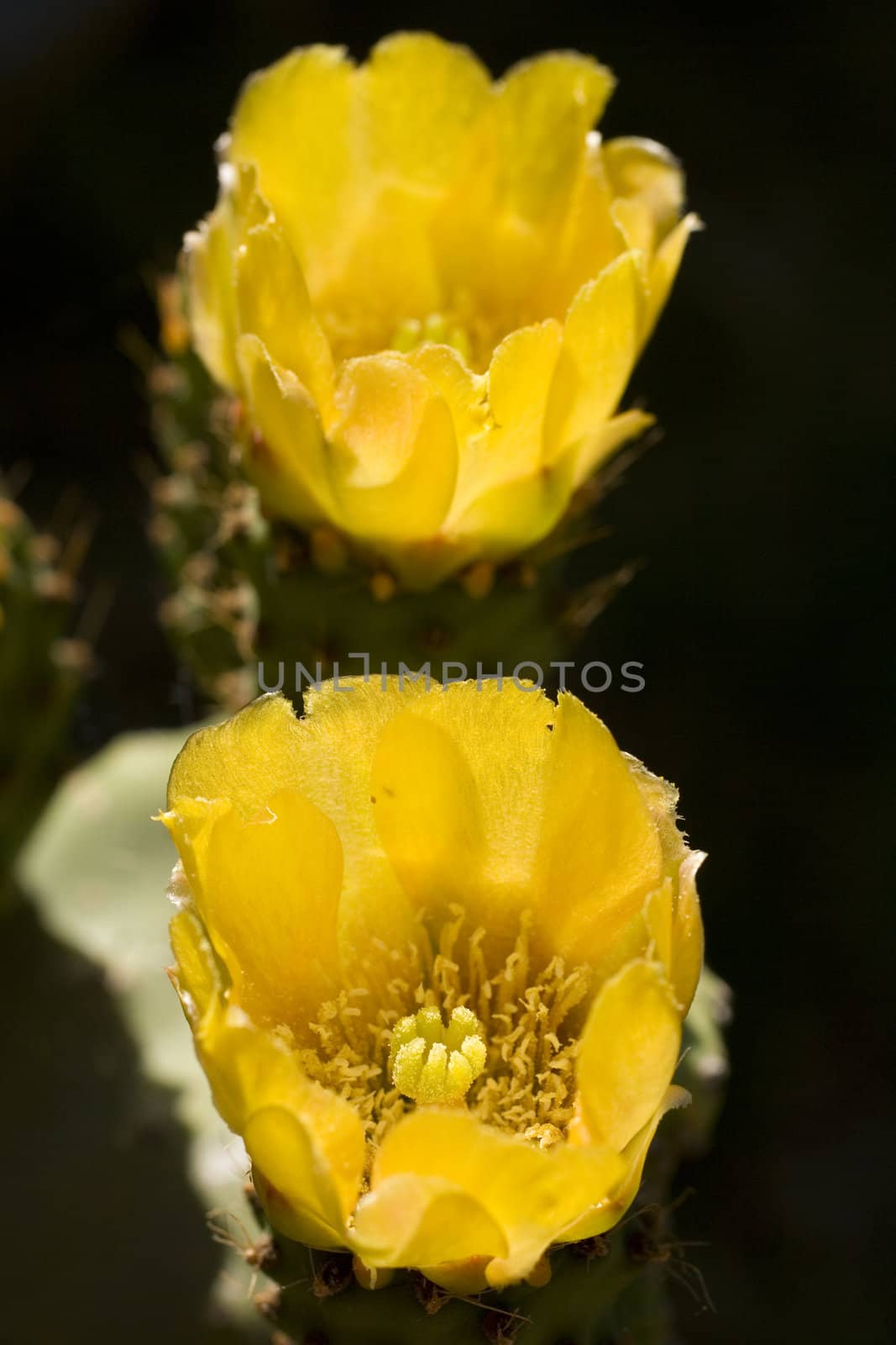 Yellow Prickly Pear Cactus Flowers