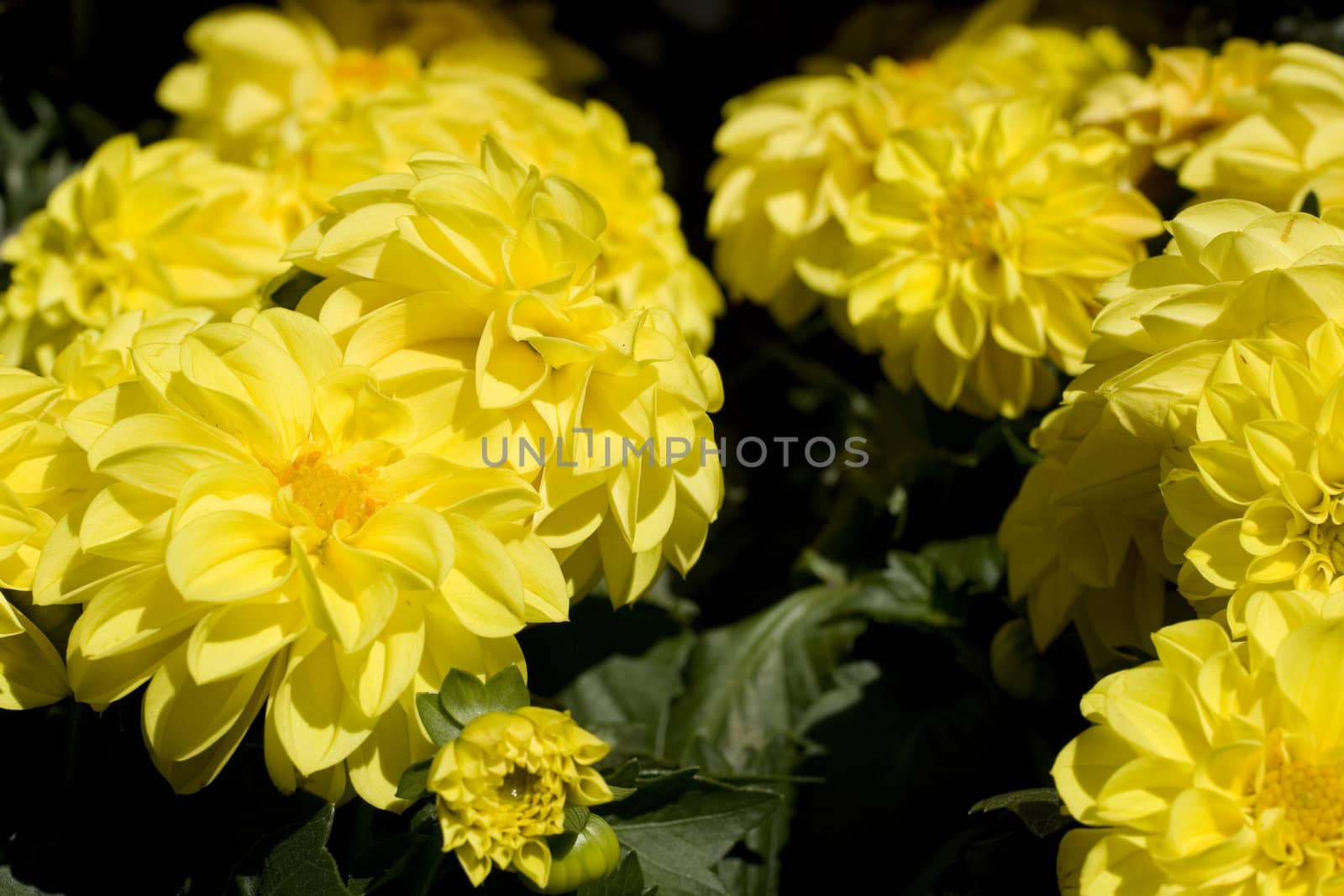 Close up of yellow flowers