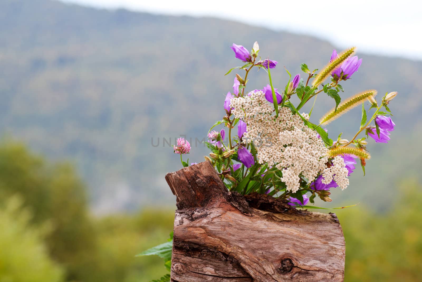 Countryside flowers on a cloudy sky