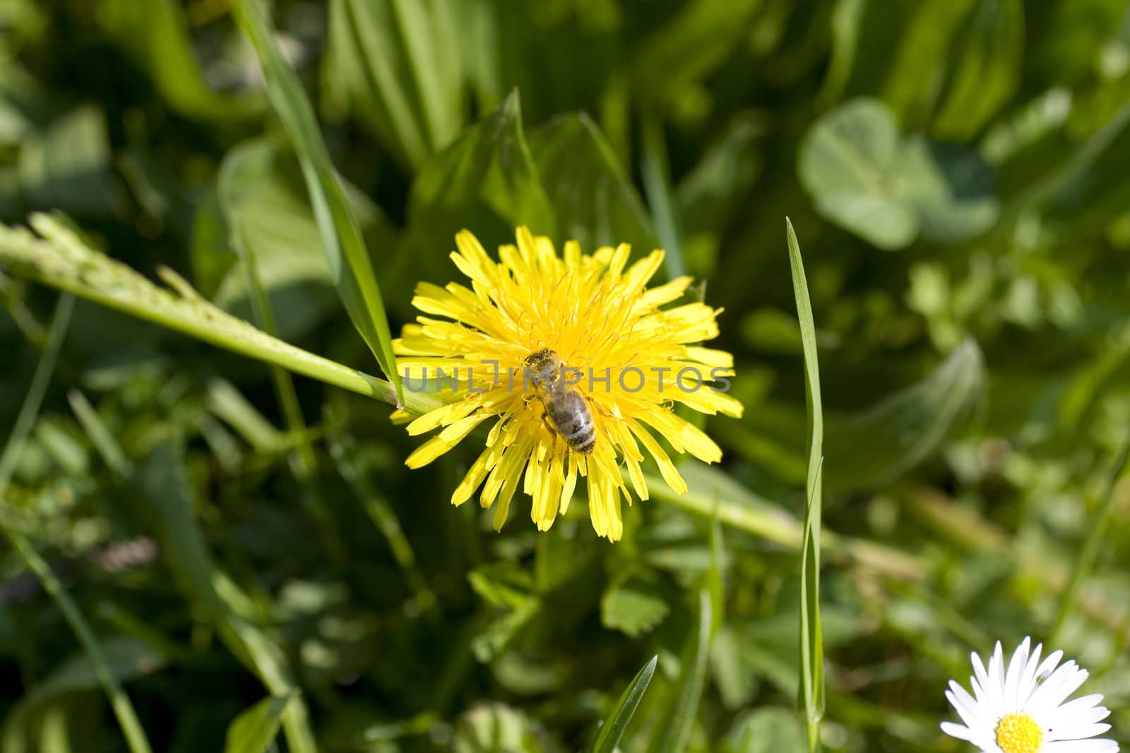 Wasp on yellow flower in the grass