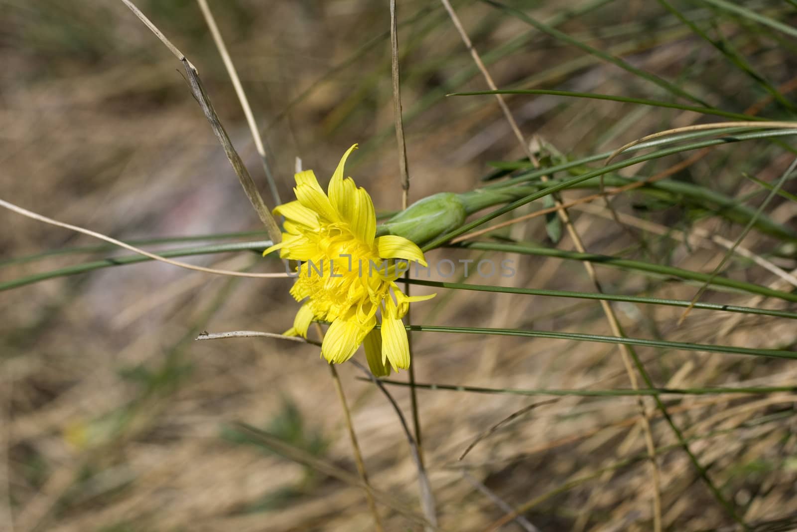 Photo of yellow flowers in the countryside