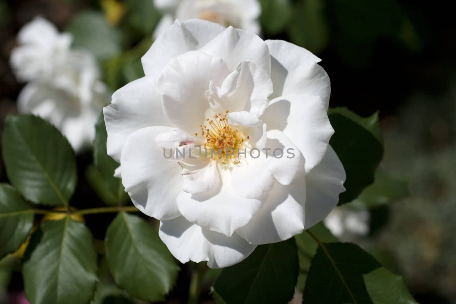 Photo of white camellia and leaves