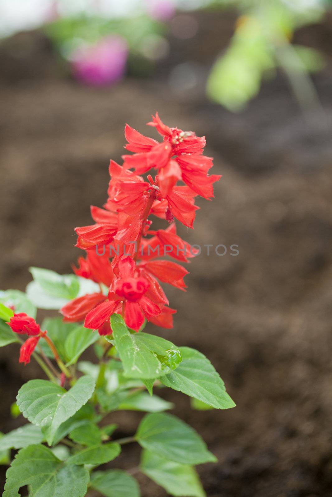 Photo of flowers, Spring season